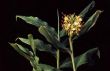 Hedychium gardenerianum "Kahili ginger"